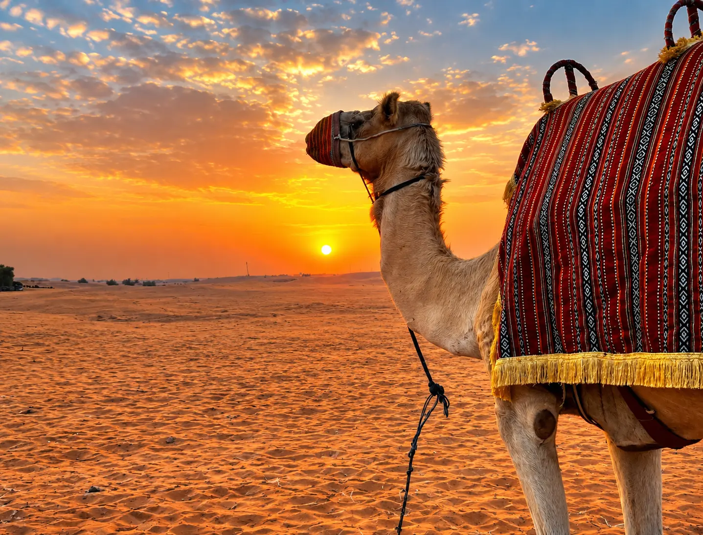 A camel adorned with a traditional colorful woven saddle standing on sand dunes during sunrise.